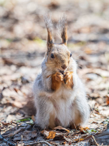 istock Squirrel in autumn or spring with nut on the green grass with fallen yellow leaves 2152999753