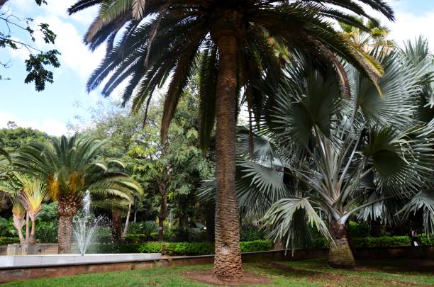 istock Santa Cruz de Tenerife park (Parque García Sanabria) 2153000395