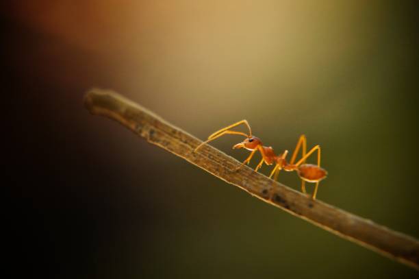 istock ants who are alone in the endless road 2153000725