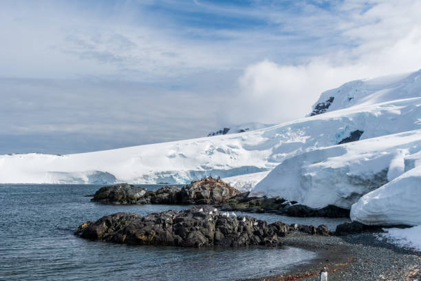 istock Snowy sheethbill in Antarctica 2153002127