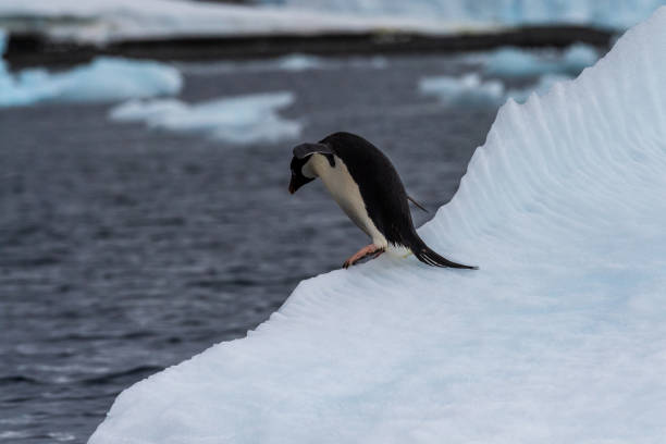 istock Adelie Penguin standing on an iceberg 2153002181