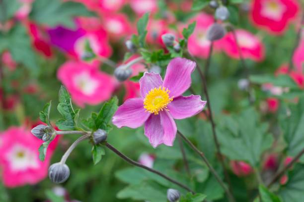 istock Pink autumn anemones on a natural background. 2153002444