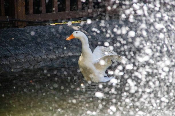A duck swims on the puddle at Kugulu Park in Ankara, Turkiye on September 10, 2023.