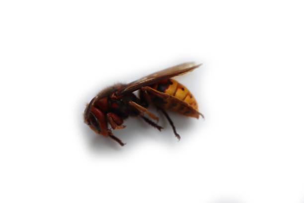 Asian hornet (Vespa velutina), also known as the yellow-legged hornet or Asian predatory wasp, is a species of hornet indigenous to Southeast Asia. It is of concern as an invasive species in European countries like France or Spain.
