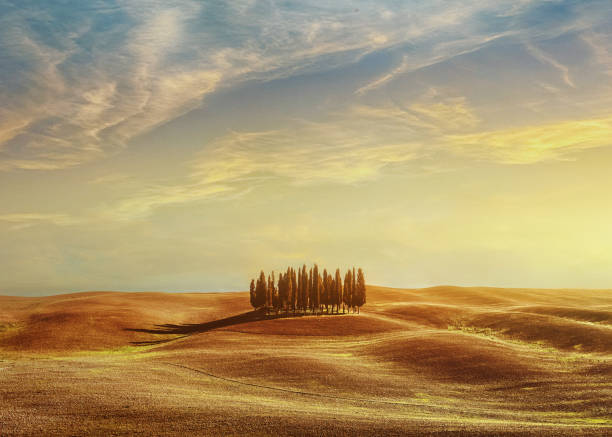 istock Cypress grove in Tuscany, Italy 2153003100