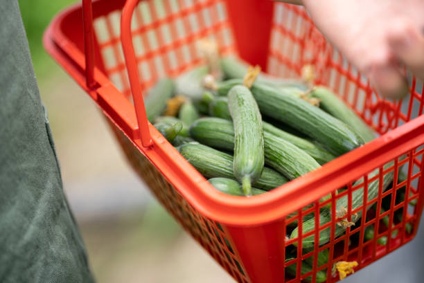 istock person working in agriculture garden 2153003219
