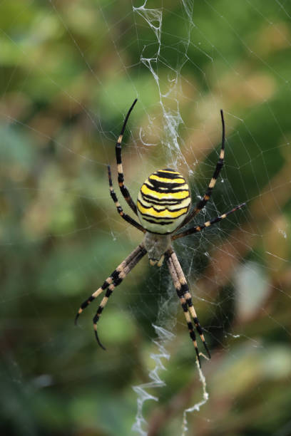 istock Close-up of Wasp spider on his web.  Argiope bruennichi 2153003930