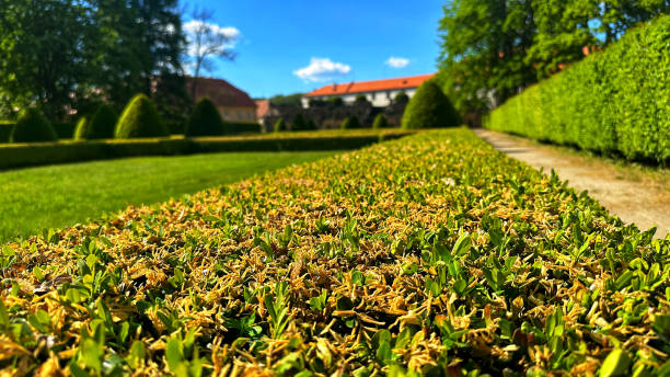 A perfectly maintained park, a beautiful hedge in plant detail, a shot in the background of a Renaissance building, the color of the leaves is green, the color of the sky is blue