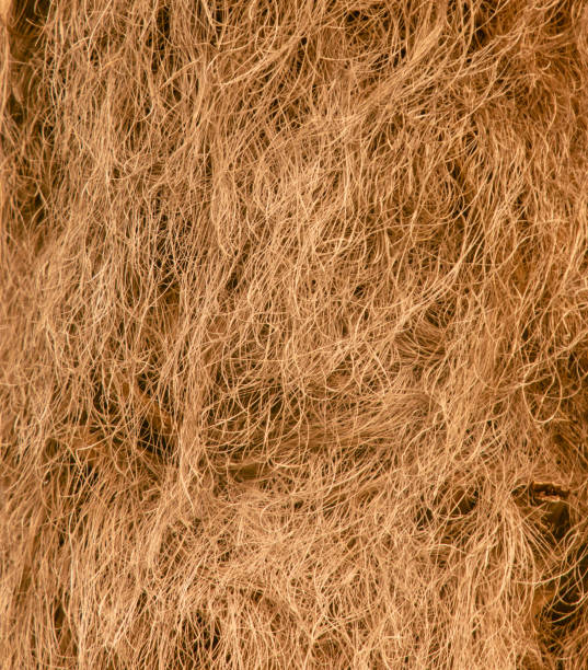 istock Fibers on palm bark as an abstract background. Texture 2153009326