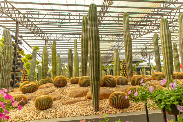 Cacti grow in the arboretum.