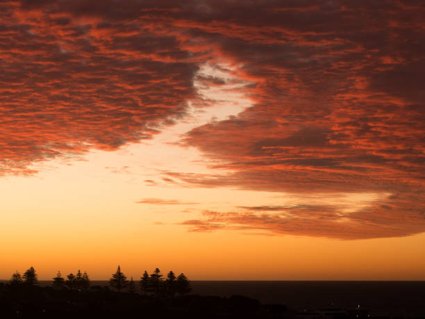 Sunset with dramatic orange clouds over sea in South Australia, Australia with silhouetted pine trees in foreground.