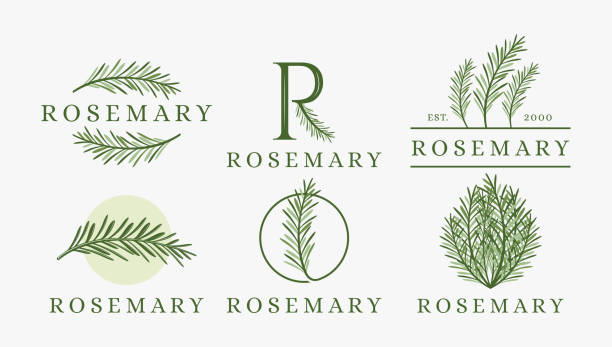set von frischem grünem rosmarin-logo-icon-vektor auf weißem hintergrund - rosemary vector stock-grafiken, -clipart, -cartoons und -symbole