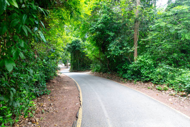 istock Road in the tropical forest 2153011768