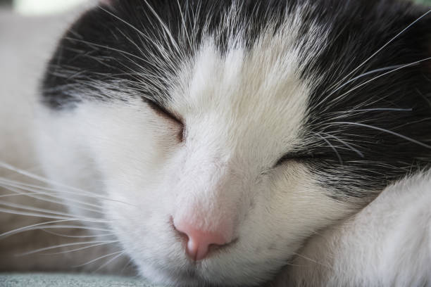 Closeup of a black and white cat sleeping and relaxing