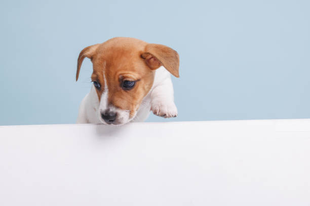 istock funny puppy jack russell close up 2153012354