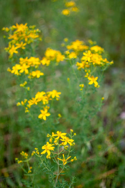 Yellow daisy flower background
