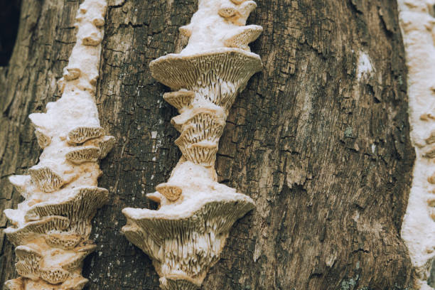Unedged mushrooms growing on a tree trunk. Mushrooms, lichen and moss on dried tree. Tree bark closeup covered with fungal growths