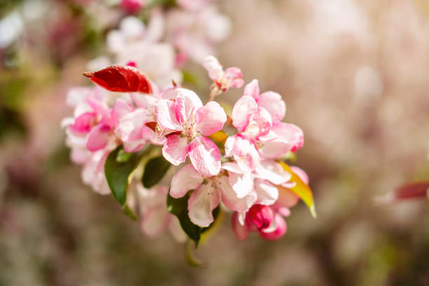 Pink and white flowers on a blooming branch, spring tree blossoms, allergies.