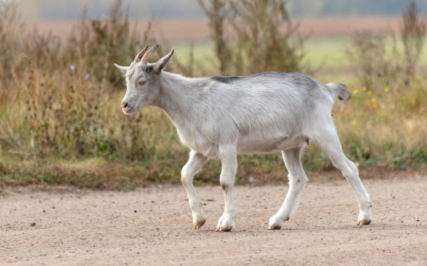 istock A goat walks along a dirt road to a pasture 2153015510