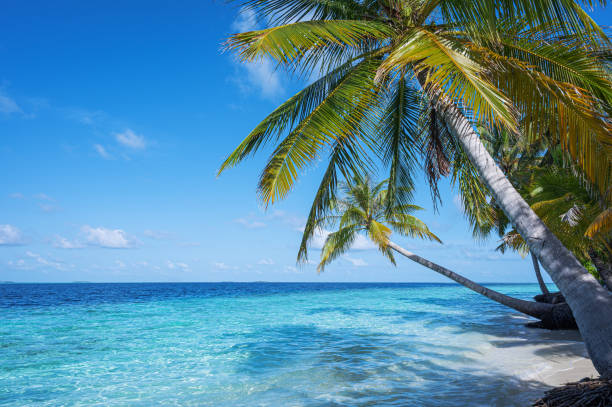 istock Palm trees and beautiful sea on exotic tropical island 2153015861