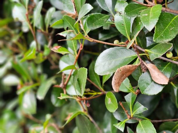 istock Eucalyptus Leaves on a Bush 2153017106