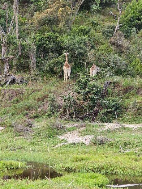 istock Group of Giraffes Standing in Grassland 2153018200