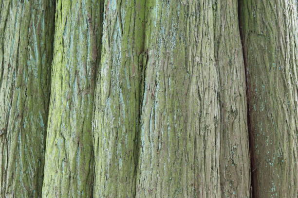 Close up of a tree trunk with an unusual vertical growth pattern