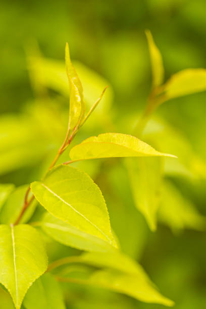 Apple tree leaves in close-up. Spring colors in the flora
