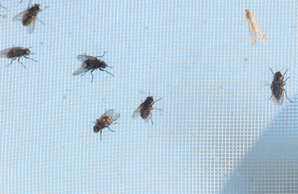 istock Close-up of flies on a mosquito net. Macro 2153021546