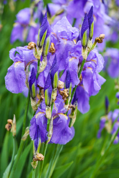 istock Iris, flower in a botanical garden, springtime 2153022373