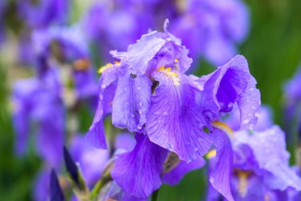istock Iris, flower in a botanical garden, springtime 2153022394