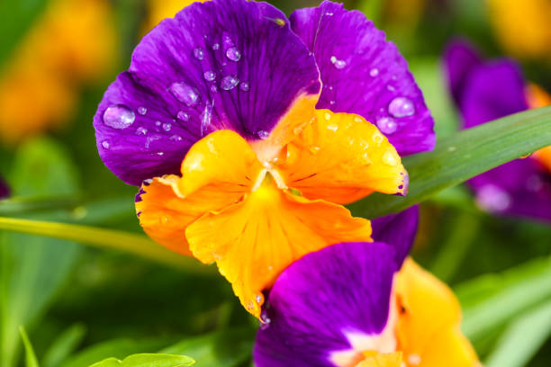 Pansies with water drops, spring time in the garden