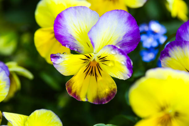 Pansies in springtime in the garden
