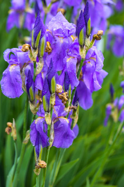 istock Iris, flower in a botanical garden, springtime 2153022510
