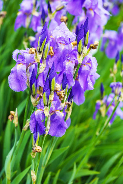 istock Iris, flower in a botanical garden, springtime 2153022531