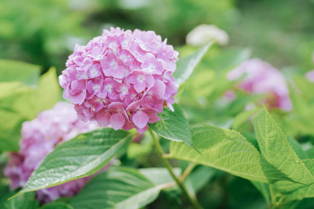 istock Close up of pink hydrangea flowers blooming in summer. 2153022629