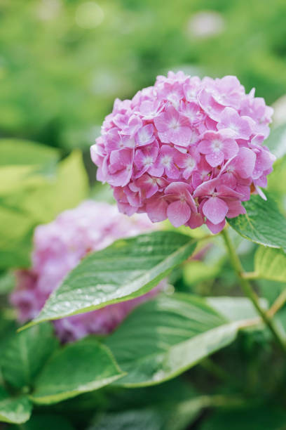 istock Close up of pink hydrangea flowers blooming in summer. 2153022633