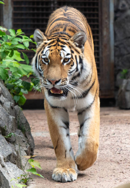 istock A tiger walks in the zoo 2153022754