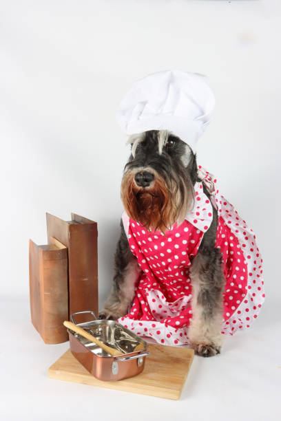 istock miniature schnauzer dog chef isolated on white 2153023847