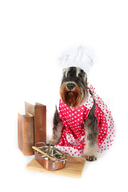 istock miniature schnauzer dog chef isolated on white 2153023848