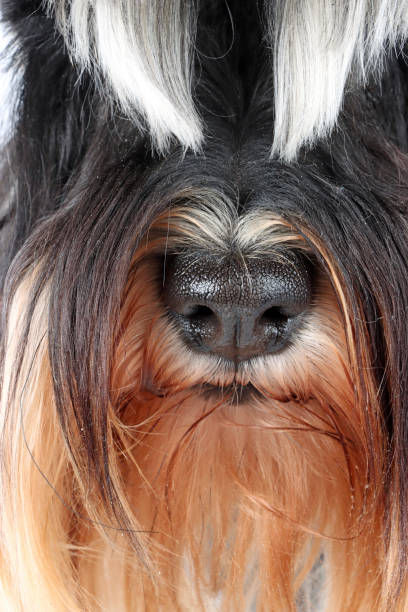 istock close up of dog nose 2153024173