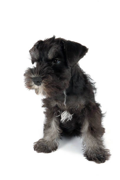 istock puppy schnauzer 2153024386