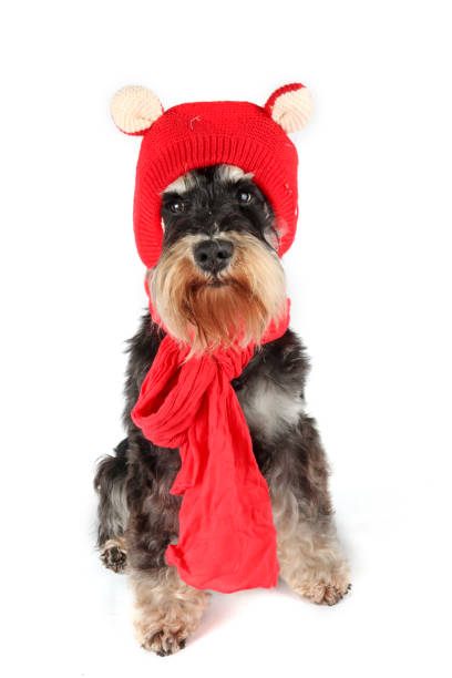 istock dog with a woollen hat 2153024505
