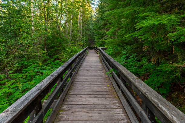 Ancient Forest Boardwalk, British Columbia, Canada Western red cedars (Thuja plicatain) and boardwalk path in Chun T’oh Whudujut Ancient Forest provincial park of the Lheidli T’enneh First Nations natives, Prince George, British Columbia, Canada. prince george photos stock pictures, royalty-free photos & images
