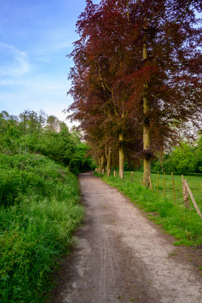 Path through a forest in South Limburg near Mheer during a loverly sprintime sunset.