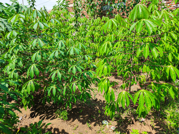 istock Cassava in the garden 2153027063