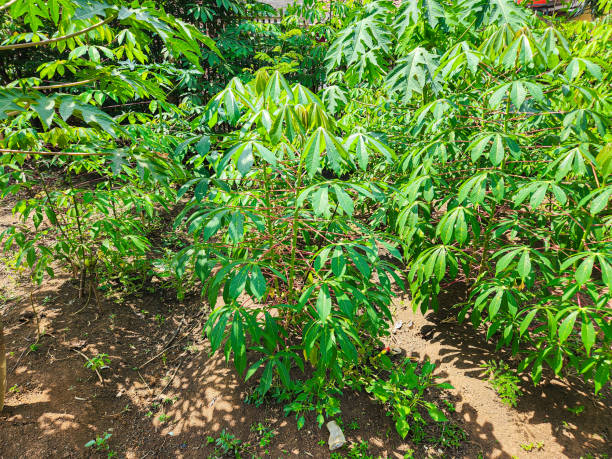 Cassava in the garden