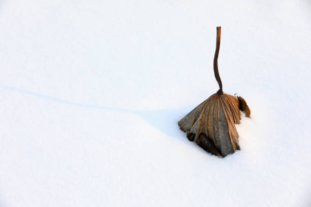istock Withered pole in snow, North China 2153027168