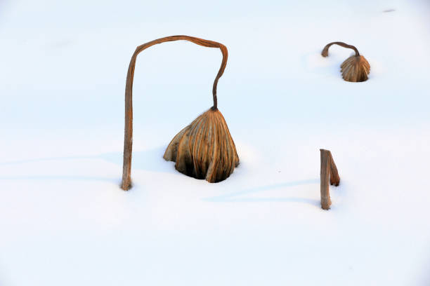 istock Withered pole in snow, North China 2153027181