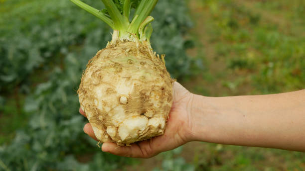 Celeriac field bio Apium graveolens rapaceum detail hand root knob celery close-up leaves leaf turnip-rooted celery vegetables closeup land, soil farm farming, soil bio organic, agricultural problem, agriculture plant life cycle one year green Czech Republic, Europe apionabo campo apio apionero cosecha de apio granja bio apium graveolens rapaceum detalle de la raíz de la mano perilla de apio cosecha de apio de cerca hojas hoja de raíz de nabo verduras de cerca, cultivo del suelo, planta orgánica europa